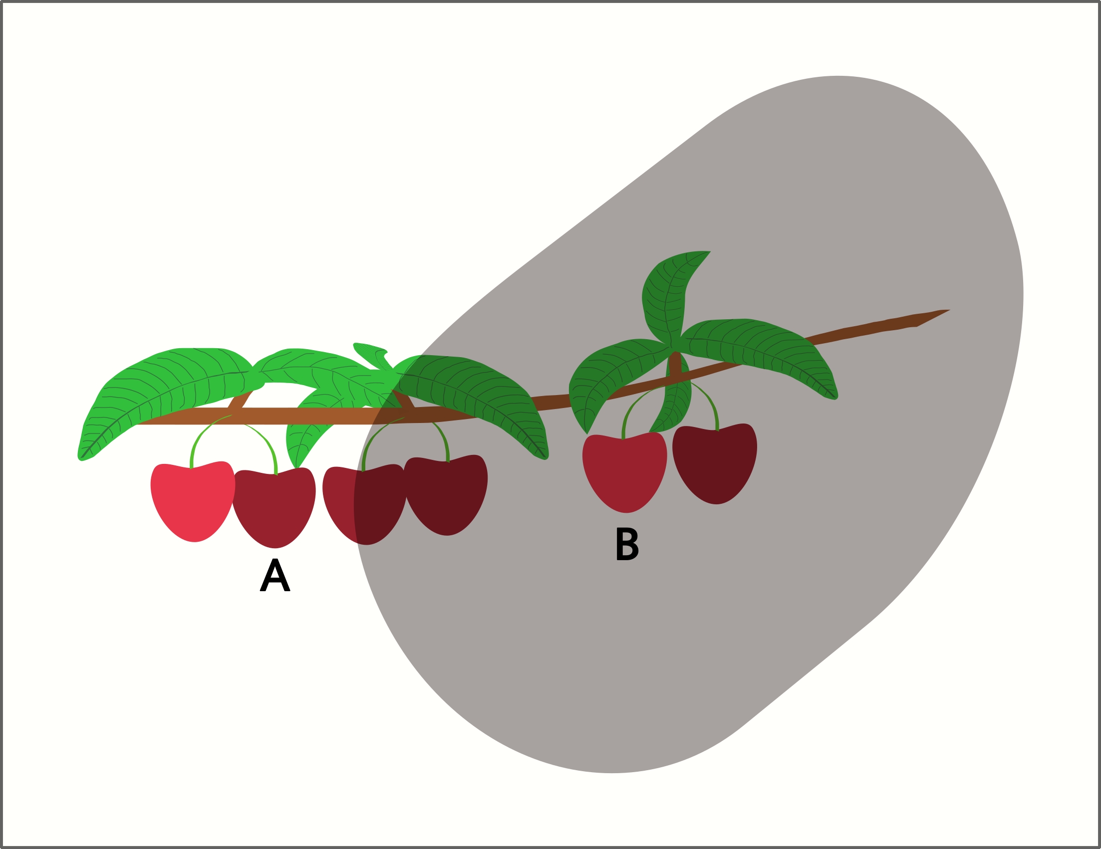 Kirschen in zwei unterschiedlichen Rottönen hängen an einem Zweig mit günen Blättern. Ein Teil des Zweiges mit den Kirschen wird von einem grauen Schatten verdeckt.