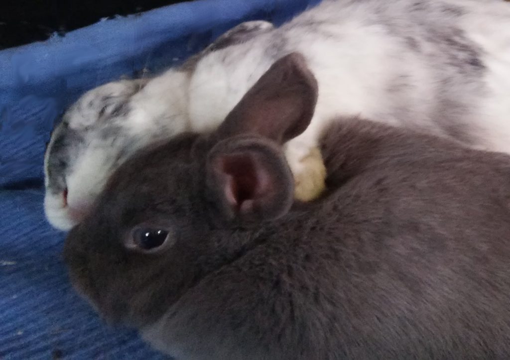 Ein weiß-graues und ein graues Kaninchen. Das graue Kaninchen döst mit offenen Augen. Das weiß-graue Kaninchen liegt neben dem anderen Kaninchen auf der Seite und hat die Augen geschlossen. Eine Vorderpfote liegt im Nacken des anderen Kaninchens, als würde das weiß-graue Kaninchen das andere umarmen.