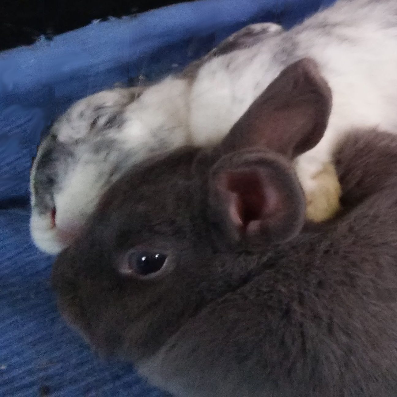 Tiere im Land der Träume? Das sagt die Forschung