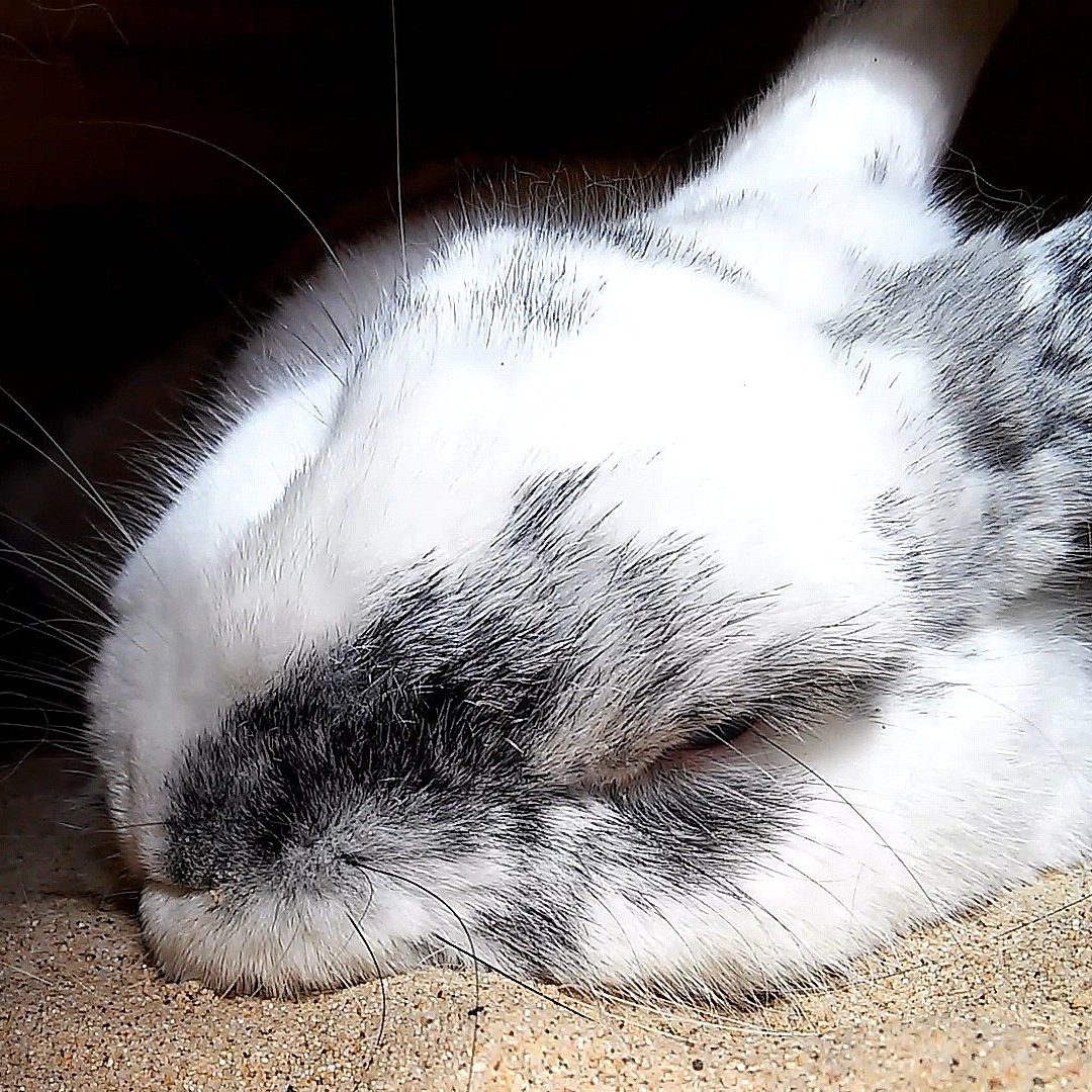 Tiere im Land der Träume? Das sagt die Forschung