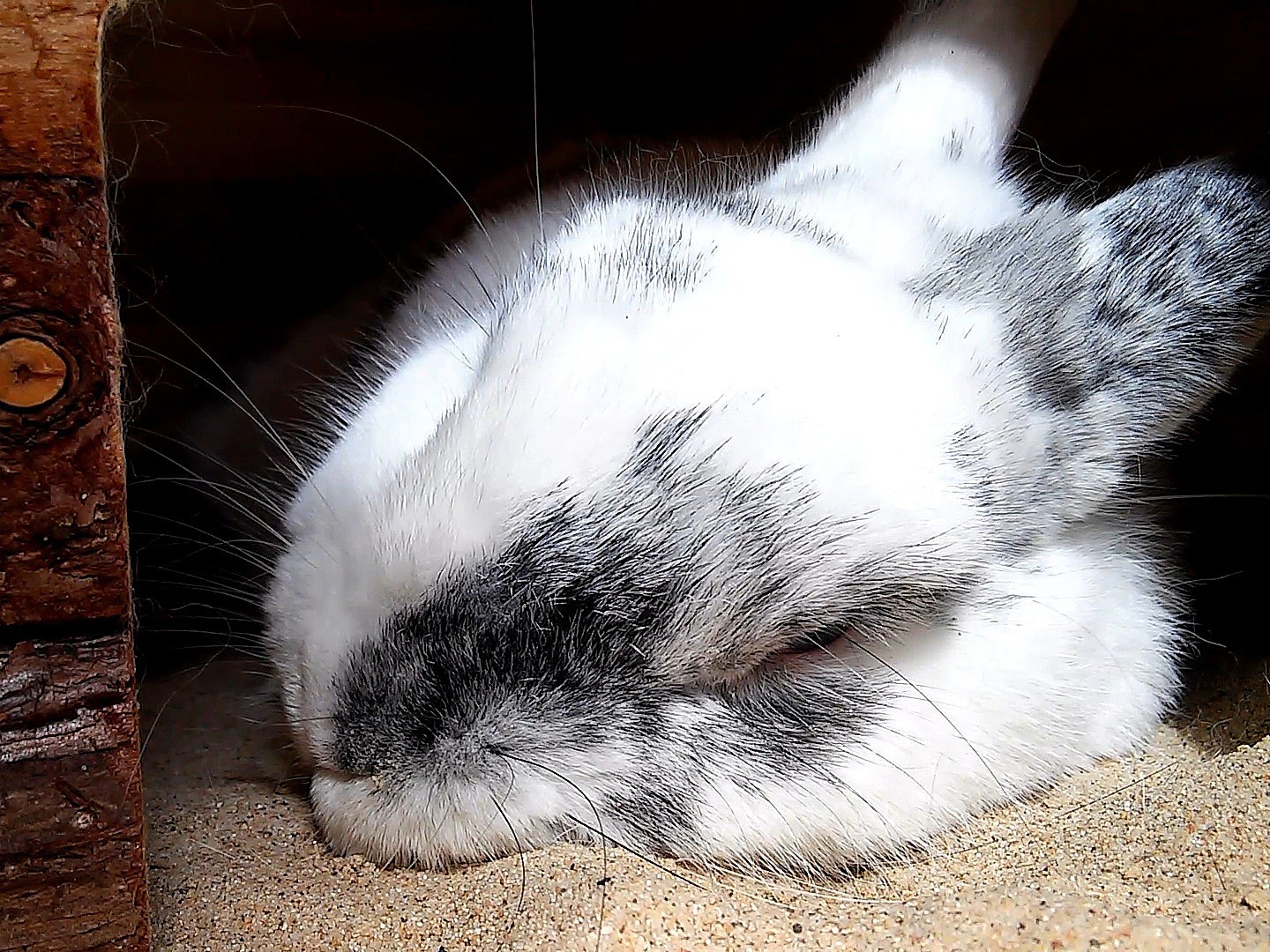 Ein schlafendes Kaninchen mit weiß-grauem Fell. Nur der Kopf ist zu sehen.